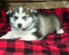 Alaskan Malamute puppies