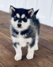 Alaskan Malamute Puppies For Sale, Text +1 (270) 560-7621