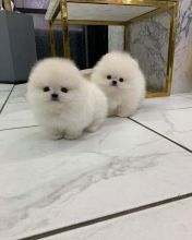 Amazing Pomeranian Puppies ready for their new home