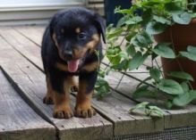 Beautiful Rottweiler Puppies for Adoption