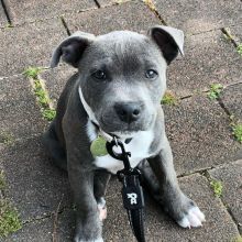 beautifull Blue nose pitbull puppies ready for a new home