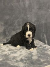 Bernedoodle puppies