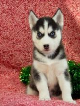 Blue Eyes Siberian Husky Puppies for Adoption