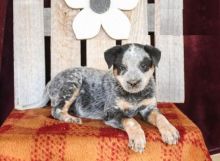 Blue Heeler puppies