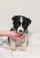 Border Collie puppies