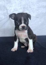 Boston Terrier puppies