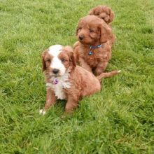 CAVAPOO
