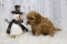 Cavapoo puppies