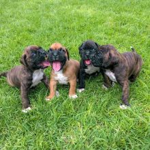 Charming Boxer Puppies for rehoming