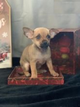 Chihuahua puppies