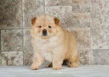 Chow Chow puppies