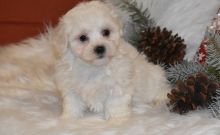 Coton De Tulear Puppies For Sale, Text +1 (270) 560-7621