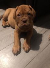 Dogue de Bordeaux puppies