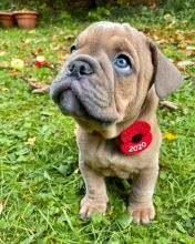 English bulldog puppies for adoption