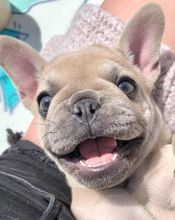 FRENCH BULLDOG