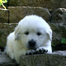 Golden retrever puppies for re-homing