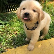 GOLDEN RETRIEVER PUPPIES