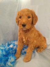 Goldendoodle puppies