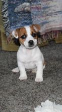 Jack Russell Terrier puppies