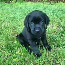 lovable, and playful Labrador puppies ready for adoption