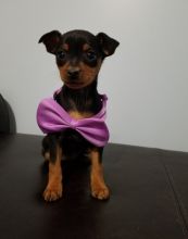 Miniature Pinscher Puppies For Sale, Text +1 (270) 560-7621