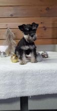 Miniature Schnauzer puppies