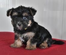 Morkie puppies