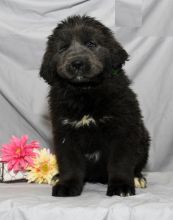 Newfoundland puppies