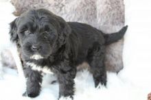 Portuguese Water Dog puppies