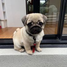 Pug puppies for adoption