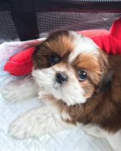 Registered Shih Tzu Puppies ready for their forever new home