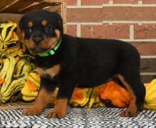 Rottweiler puppies