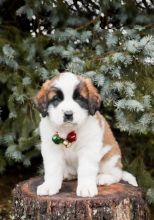 Saint Bernard puppies