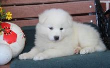 Samoyed Puppy For Sale Text or Call us at (908) 516-8653
