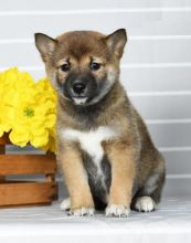 Shiba Inu puppies