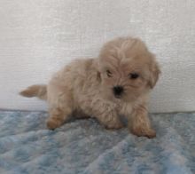 Shih-poo puppies