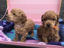 Toy Poodle Puppies For Re-Homing Text or Call us at (908) 516-8653