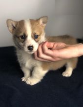 Welsh Corgi puppies