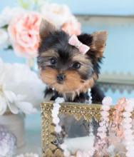 YORKIE PUPPIES FOR SALE