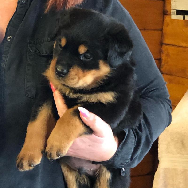 Adorable male and a female Rottweiler puppies available for good home Image eClassifieds4u