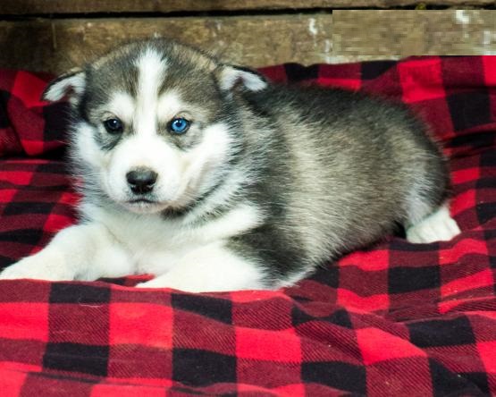 Alaskan Malamute puppies Image eClassifieds4u