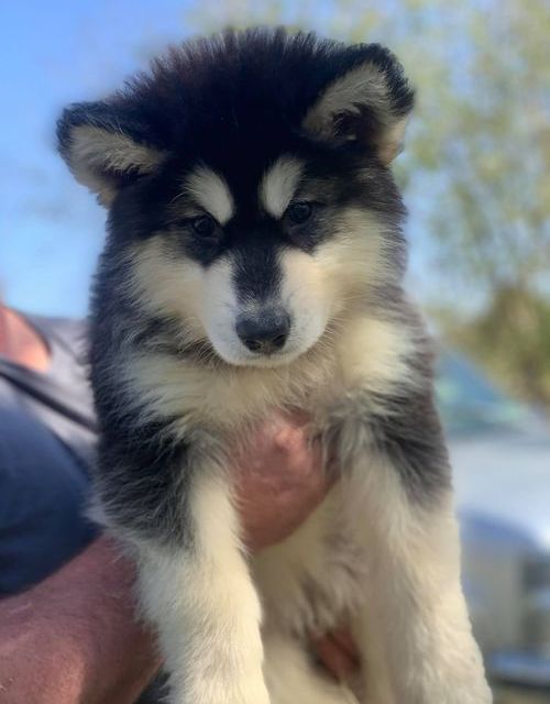 Alaskan Malamute Puppies For Sale, Text +1 (270) 560-7621 Image eClassifieds4u