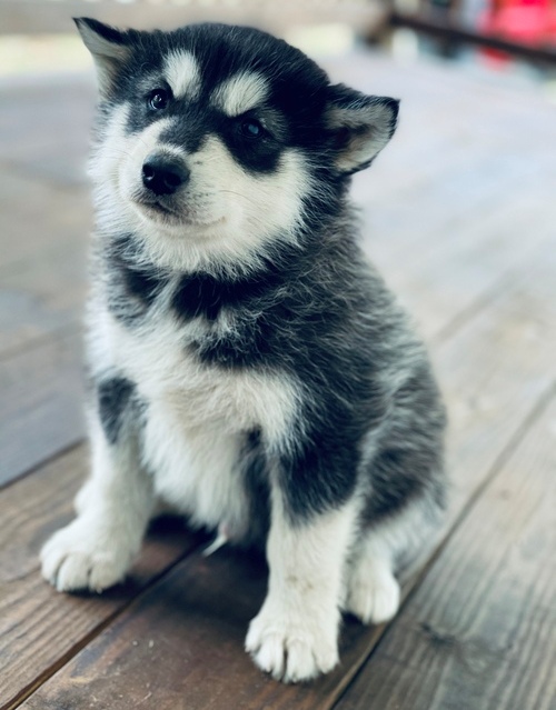Alaskan Malamute Puppies For Sale, Text +1 (270) 560-7621 Image eClassifieds4u