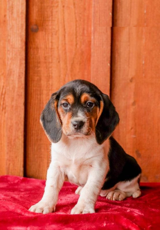 Beagle puppies Image eClassifieds4u