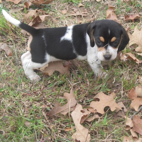 Beagle Puppies For Sale, Text +1 (270) 560-7621 Image eClassifieds4u