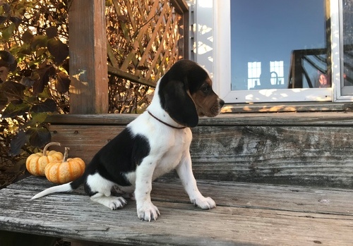 Beagle Puppies For Sale, Text +1 (270) 560-7621 Image eClassifieds4u