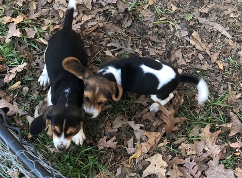 Beagle Puppies For Sale, Text +1 (270) 560-7621 Image eClassifieds4u