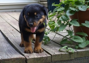Beautiful Rottweiler Puppies for Adoption Image eClassifieds4u