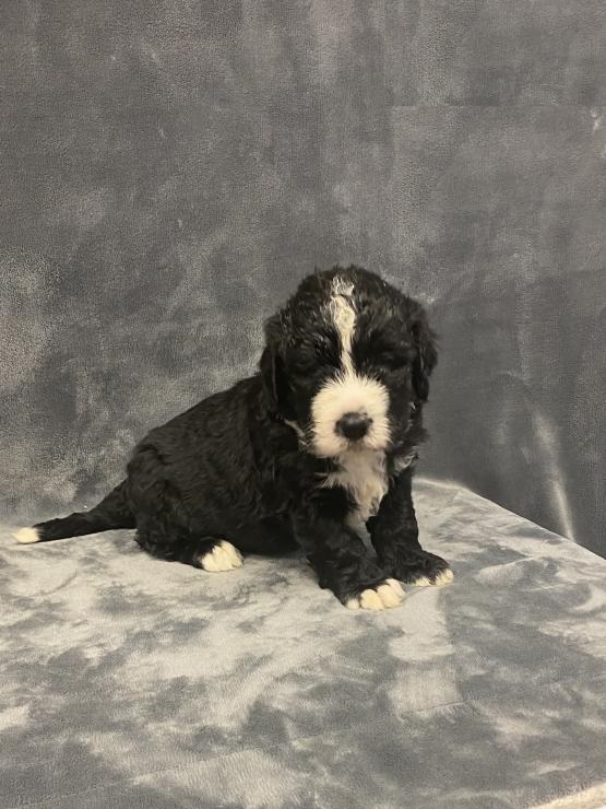 Bernedoodle puppies Image eClassifieds4u