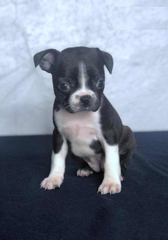 Boston Terrier puppies Image eClassifieds4u
